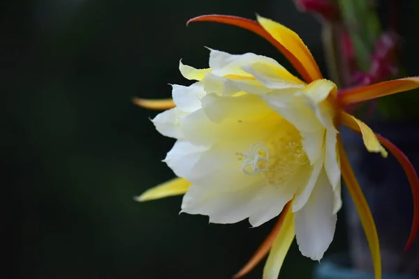 Beautiful Botanical Shot Bloom Wallpaper Cactus Flower — Stock fotografie