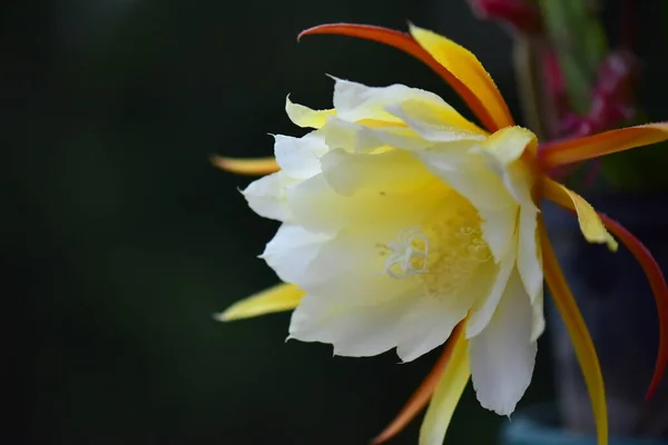 beautiful botanical shot, bloom wallpaper. cactus flower