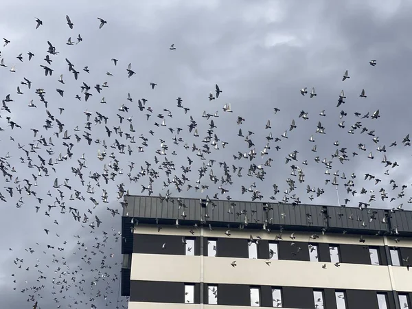 Gökyüzünde uçan güvercinler
