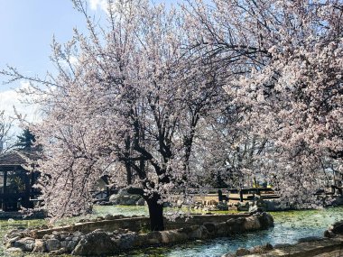 Japonya 'da kiraz çiçeği.