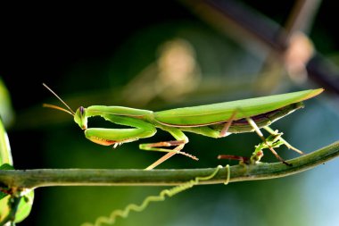 Yaprağın üzerinde yeşil bir çekirgenin yakın çekimi.