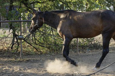 Siyah at parktaki tarlada