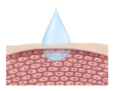 Su damlacıkları ile cilt bakımı cilt ve hücrelere emilmiştir. Reklamlar, losyonlar, serumlar, krem vektörü Gerçekçi dosya kullanın..