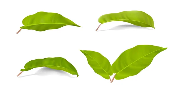 Állítsa Reális Zöld Levelek Gyűjteménye Philodendron Lemon Lime Fehér Árnyékos — Stock Vector