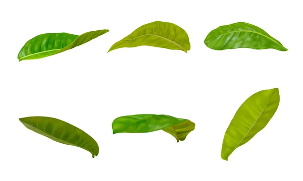 실제적 잎사귀들은 바탕에 자세를 취한다 현실적 Eps — 스톡 벡터