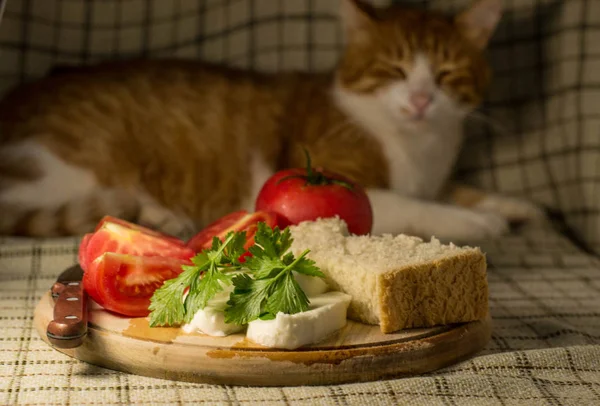 Night snack, tomatoes, herbs, bread and cheese on a wooden board on the table. Cat on the background