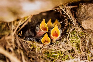 five baby birds are screaming in the nest clipart