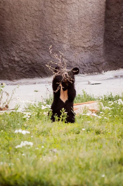 Filhote Urso Marrom Bonito Está Brincando Com Ramo — Fotografia de Stock