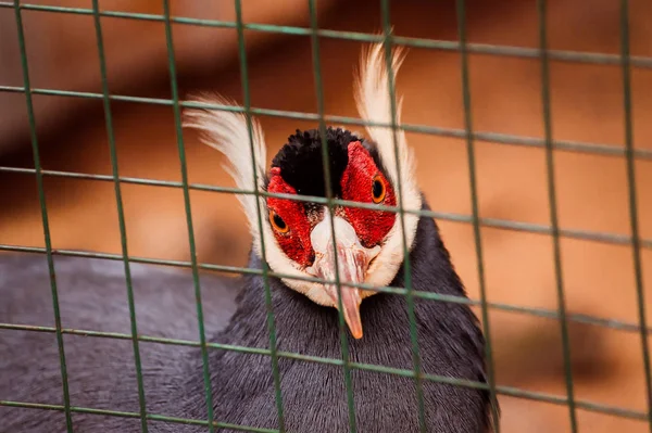 Pheasant Looking Out Cage — Stock Photo, Image