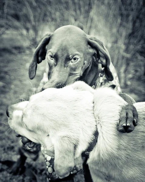 匹の犬は おもちゃで遊んでいます — ストック写真