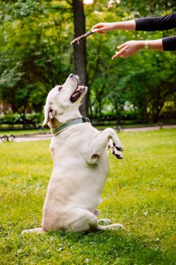 labrador doğurmak parkta bir köpek eğitimi