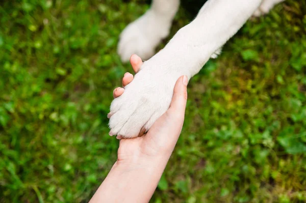 Una Zampa Cane Una Mano Sfondo Erba — Foto Stock