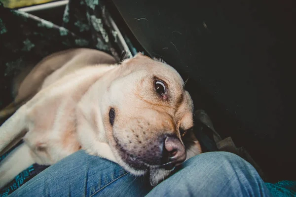 Labrador Doğurmak Köpek Ile Garip Bir Yüz Yalan Söylüyor — Stok fotoğraf