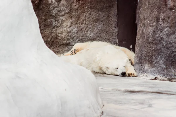 Urso Polar Está Dormindo Barriga Para Baixo — Fotografia de Stock
