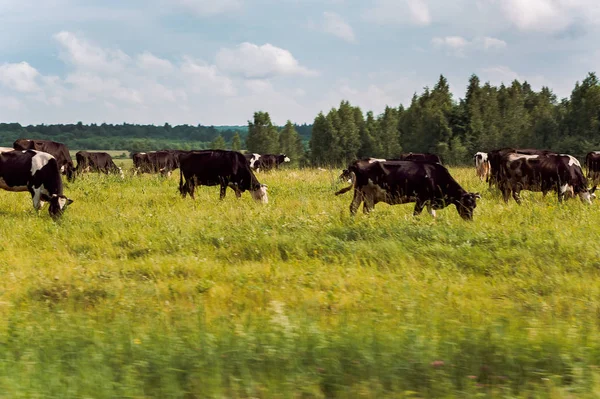 Eine Herde Kühe Die Auf Der Sommerwiese Grast Stockbild