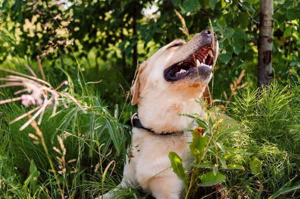 A dog of Labrador breed is laughing in tall green grass