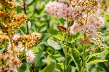 Bir kırmızı hata alan çiçek çiçek üzerinde