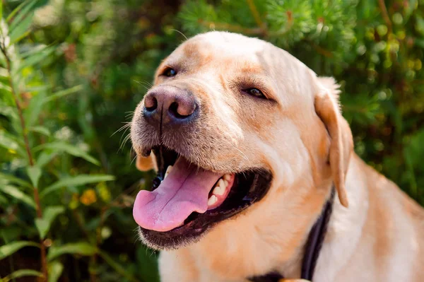 Perro Raza Labrador Cerca Sobre Fondo Verde Oscuro — Foto de Stock