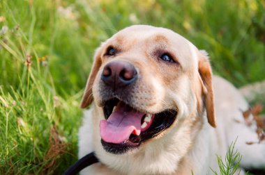 Labrador yeşil çim arka plan üzerinde pembe bir dili ile