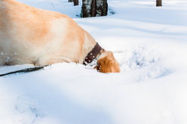 Bir köpek Labrador cins ördek bir rüzgârla oluşan kar yığını içine