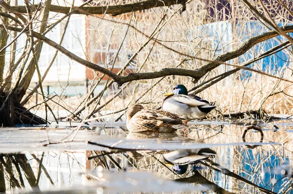 Een Eend Een Drake Het Ontdooide Meer Het Vroege Voorjaar — Stockfoto