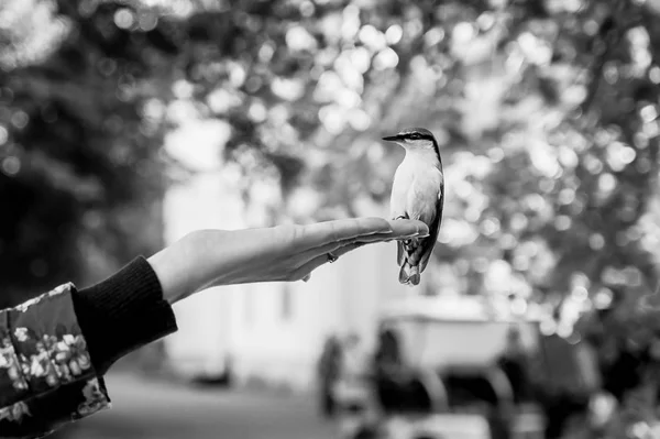 Passarinho Está Sentado Uma Mão — Fotografia de Stock