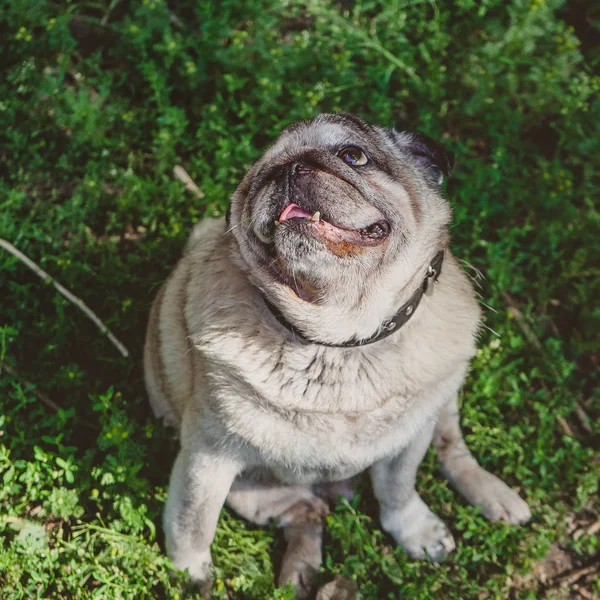 Pug Köpek Çim Üzerinde Oturan Ararken — Stok fotoğraf