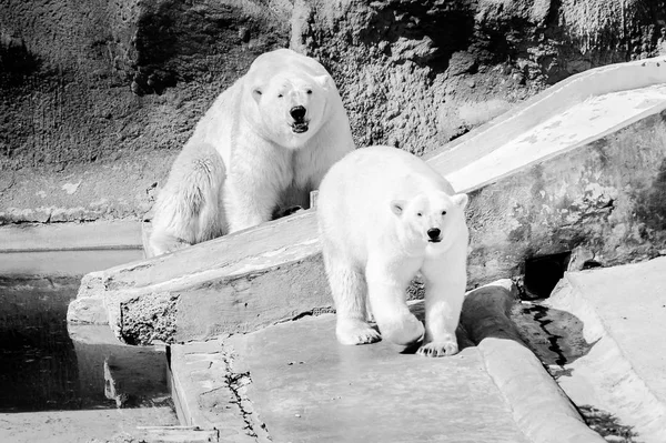 Dois Ursos Polares Zoológico — Fotografia de Stock