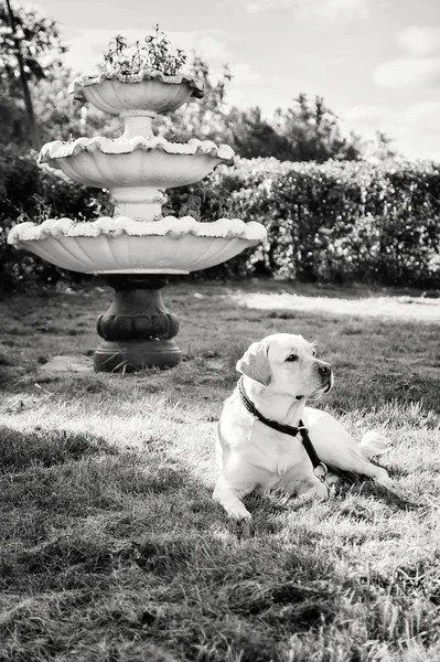 ラブラドール犬の犬は レベルの噴水のある芝生の上で横になっています — ストック写真