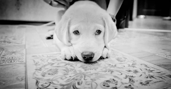 Cachorro Raza Labrador Yace Suelo Arrepentido — Foto de Stock