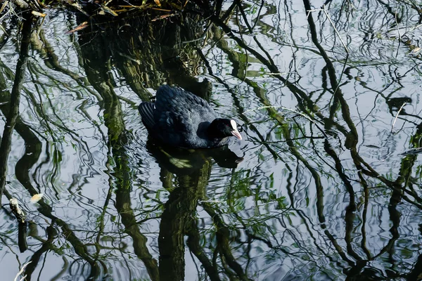 Pato Negro Agua Con Reflejos Ramas —  Fotos de Stock