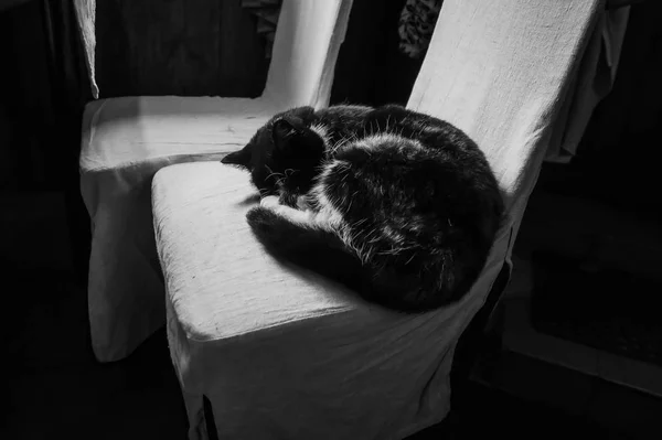 Svart Och Vit Katt Som Sover Vit Stol — Stockfoto