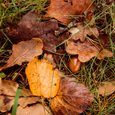 düz lay meşe palamudu ile sonbahar yaprakları