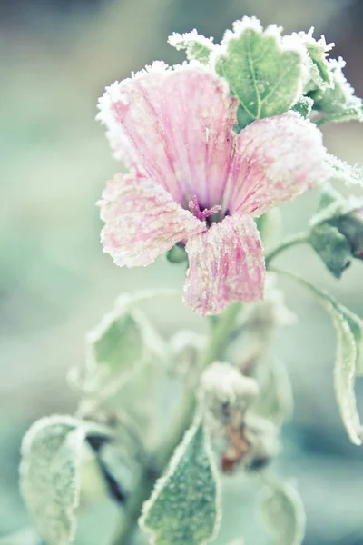 Ροζ Λουλούδι Και Φύλλα Τις Βελόνες Του Παγετού Αυτό — Φωτογραφία Αρχείου