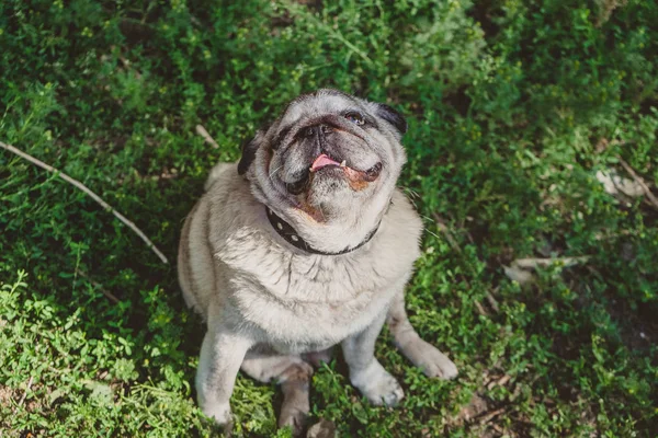 Een Mopshond Hond Opzoeken Zittend Het Gras — Stockfoto