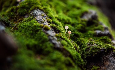 yosunlu ağaç gövdesi üzerinde bir damla ile iki küçük mantar