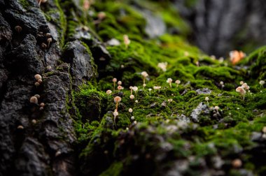 içi boş bir arka planda yosunlu ağaç gövdesi üzerinde küçük mantar Vadisi