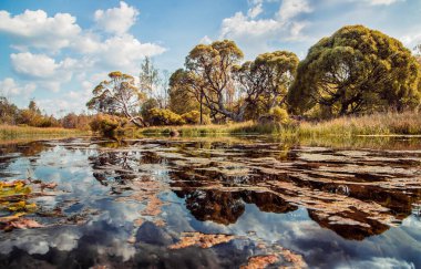 gölet ve sonbaharda ağaçların diğer tarafında bir Parkı