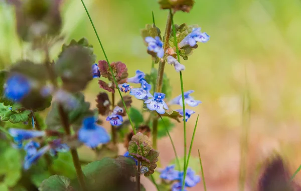Pequeno Campo Azul Flores Perto — Fotografia de Stock