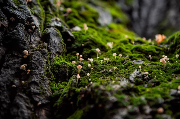 içi boş bir arka planda yosunlu ağaç gövdesi üzerinde küçük mantar Vadisi