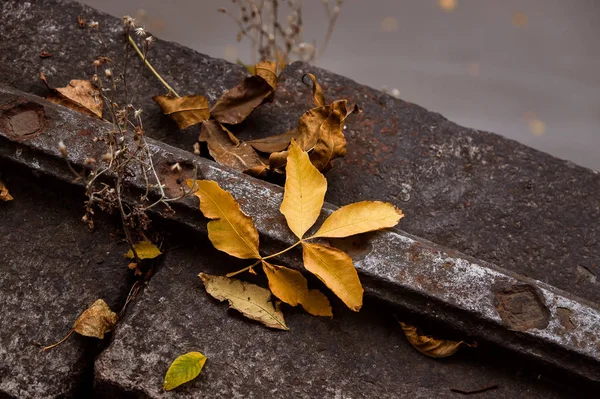 Herbstblätter Liegen Auf Stein Und Eisenkante — Stockfoto