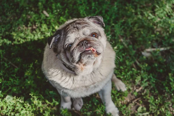a pug dog is sitting in the ray of sun light