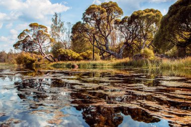 ağaçlar nehir kıyısında diğer tarafında