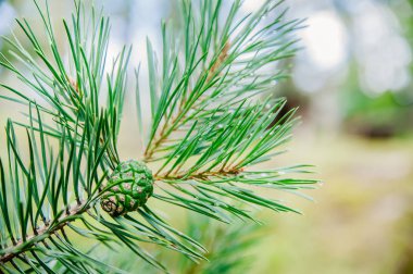 yeşil bir koni ile yeşil çam dalı