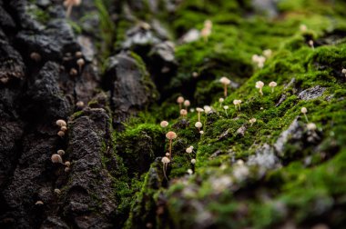 bir ağaç üzerinde küçük mantar yosunlu Vadisi