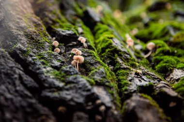 ahşap kabuk sert doku mantar ile yakından