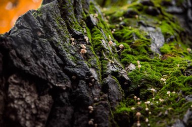 kaba yosun ve küçük mantar ile yaşlı bir ağaç kabuğu