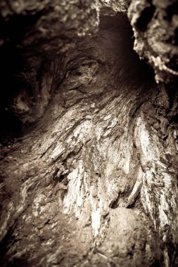 Yaşlı bir ağaç çukuru ve yüzey doku