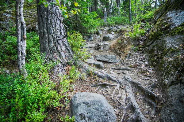 Borovice Kořeny Kameny Cesta Lesem — Stock fotografie