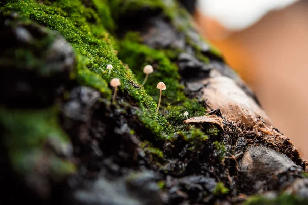 Winzige Pilze Auf Der Moosigen Alten Baumrinde — Stockfoto